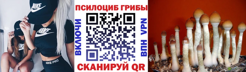 купить наркотики цена Сертолово Псилоцибиновые грибы Cubensis